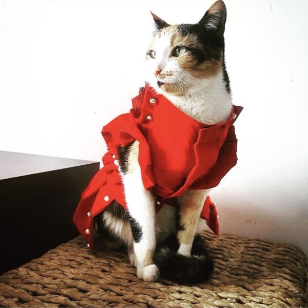 cartel de gato perdido