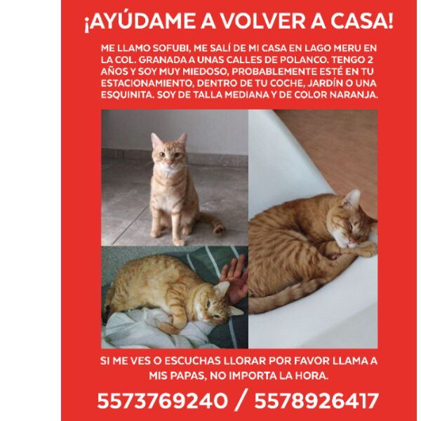 cartel de gato perdido