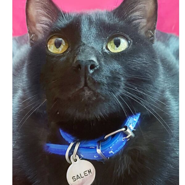 cartel de gato perdido