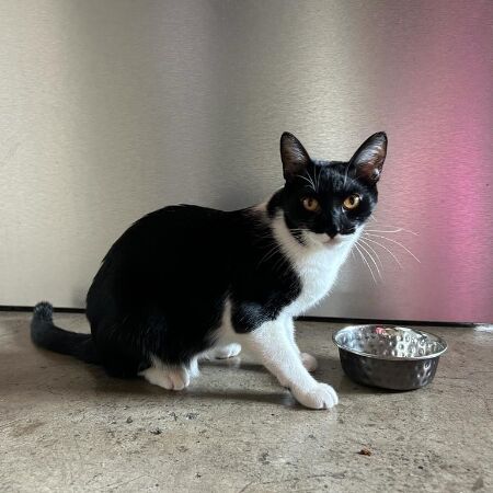 cartel de gato perdido