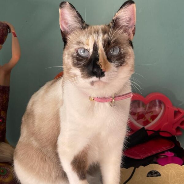 cartel de gato perdido