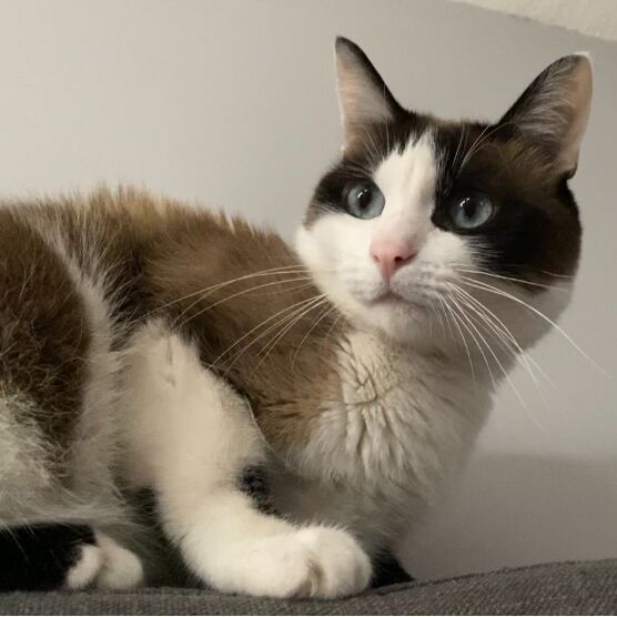 cartel de gato perdido