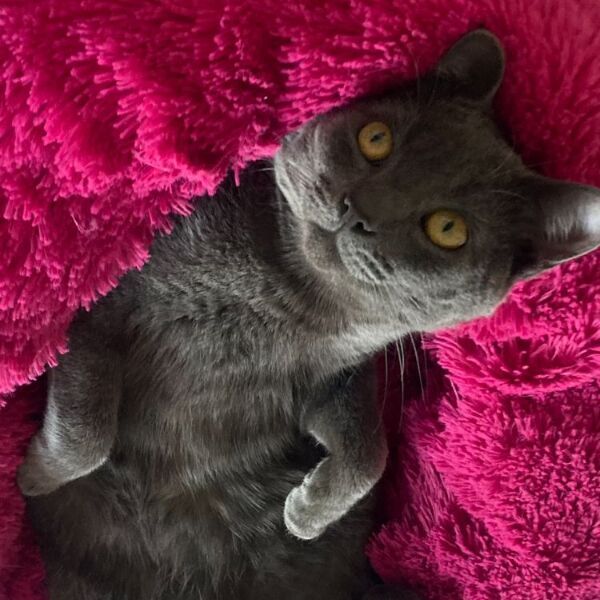 cartel de gato perdido