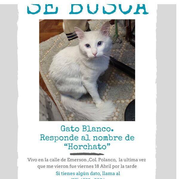 cartel de gato perdido