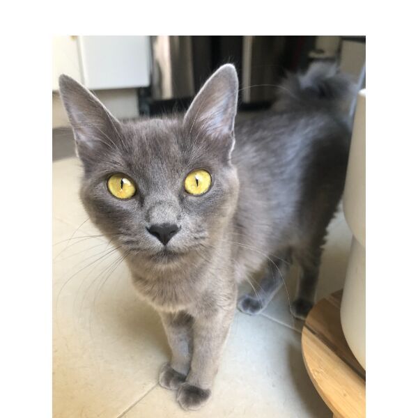 cartel de gato perdido