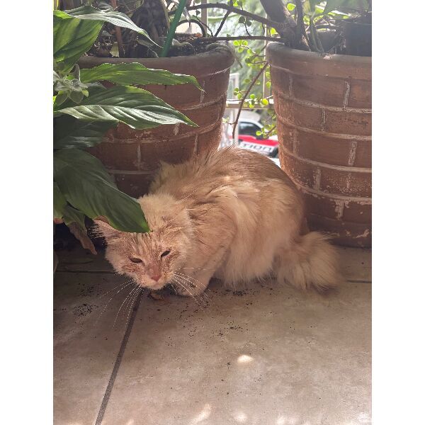 cartel de gato perdido