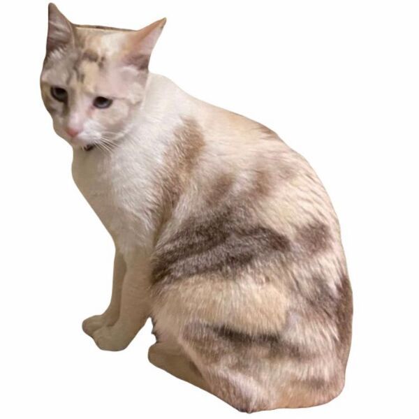 cartel de gato perdido