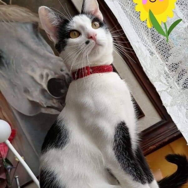 cartel de gato perdido