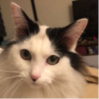 cartel de gato perdido