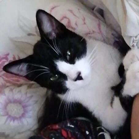 cartel de gato perdido