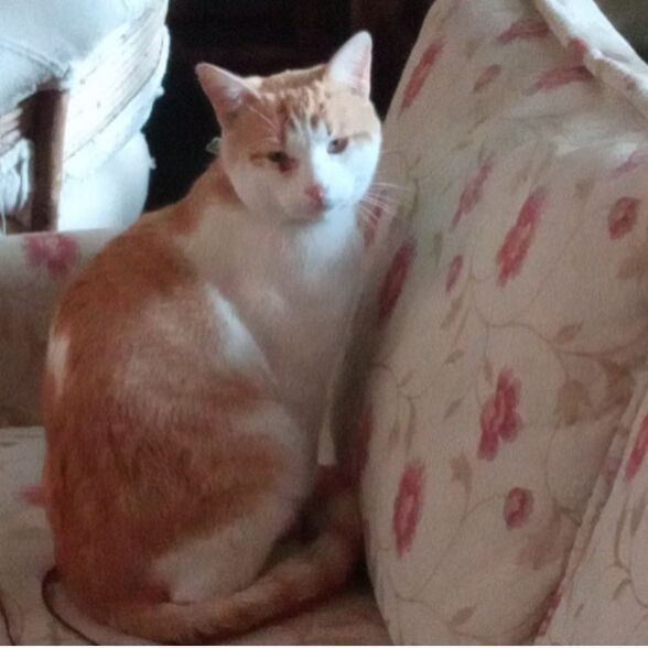 cartel de gato perdido