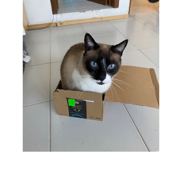 cartel de gato perdido