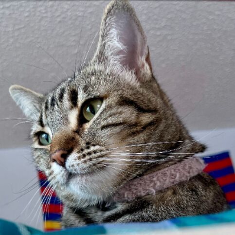 cartel de gato perdido