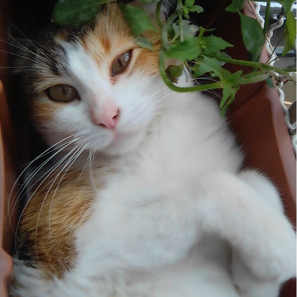 cartel de gato perdido