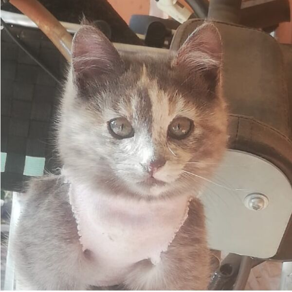 cartel de gato perdido