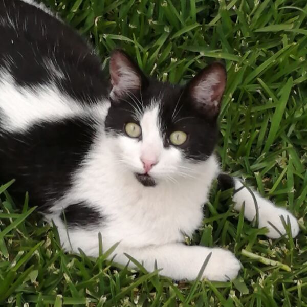 cartel de gato perdido