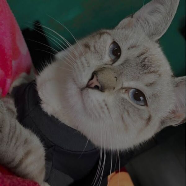 cartel de gato perdido