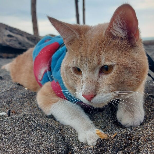 cartel de gato perdido