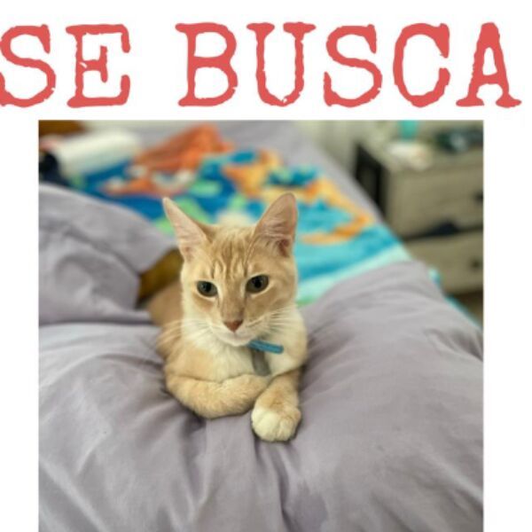 cartel de gato perdido