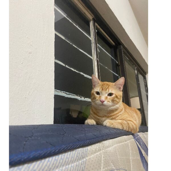 cartel de gato perdido