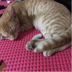 cartel de gato perdido