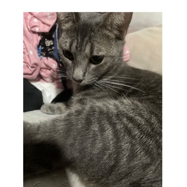 cartel de gato perdido