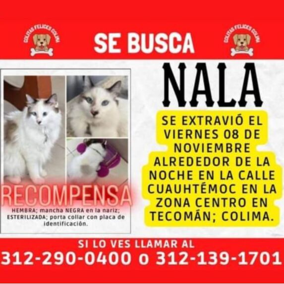 cartel de gato perdido