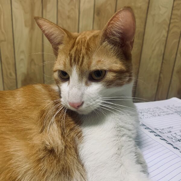 cartel de gato perdido