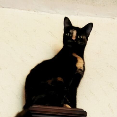 cartel de gato perdido