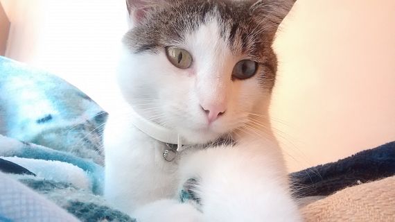 cartel de gato perdido