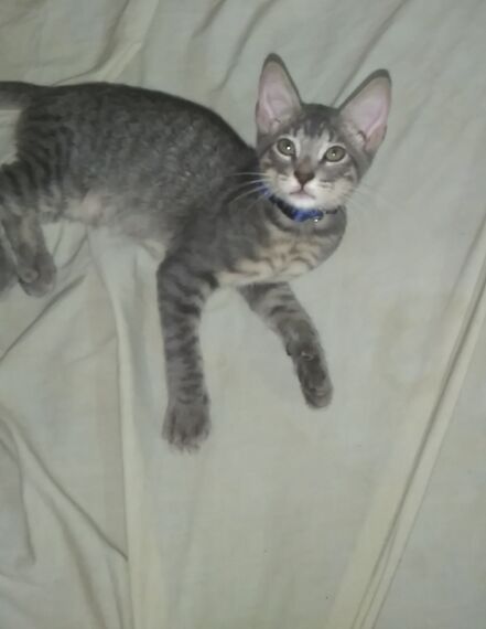 cartel de gato perdido