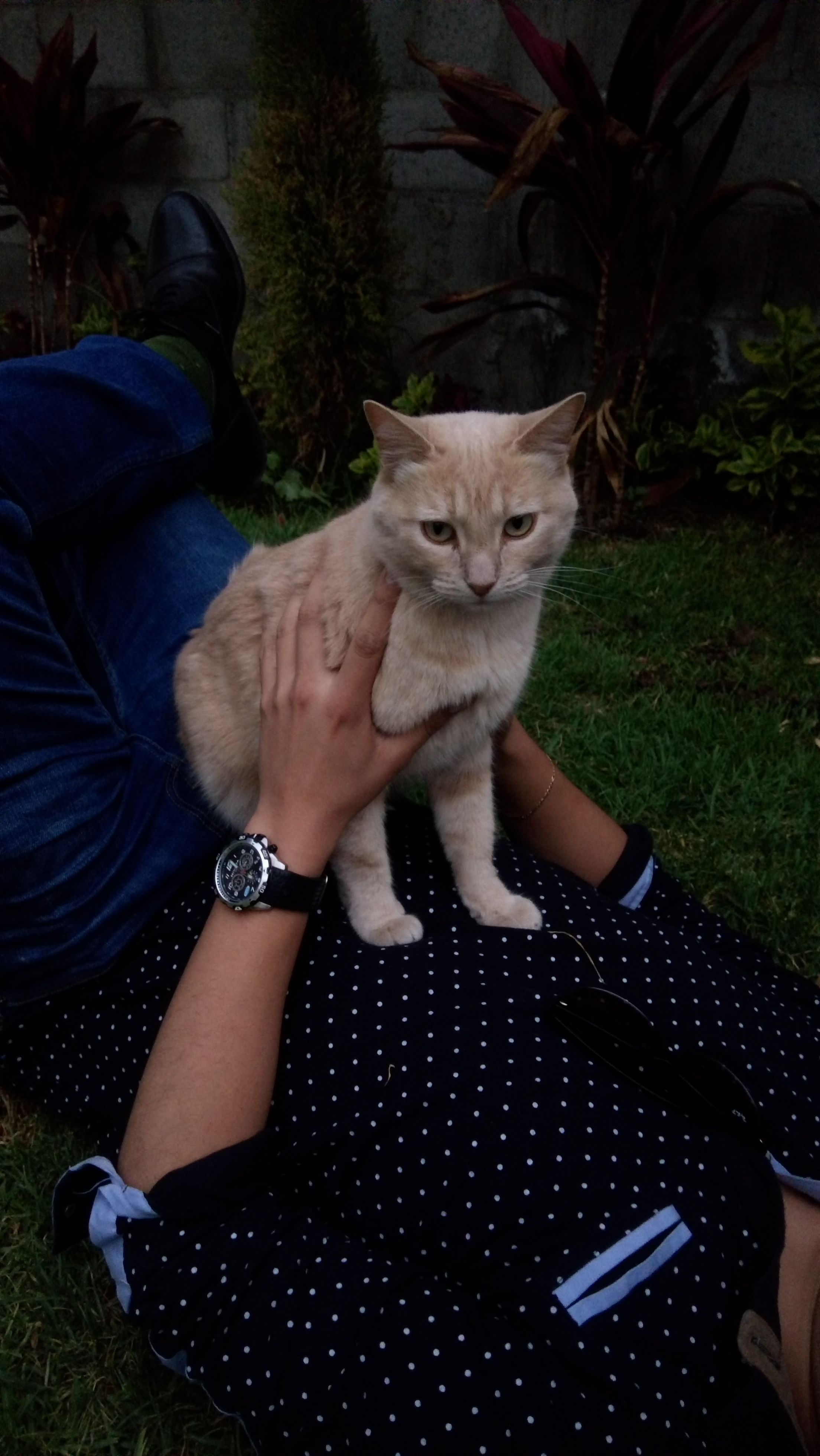 cartel de gato perdido