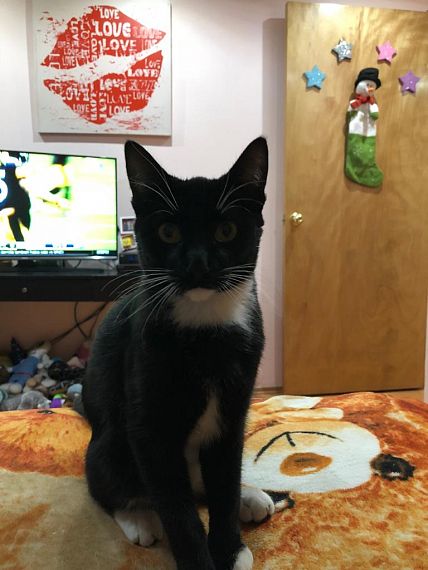 cartel de gato perdido