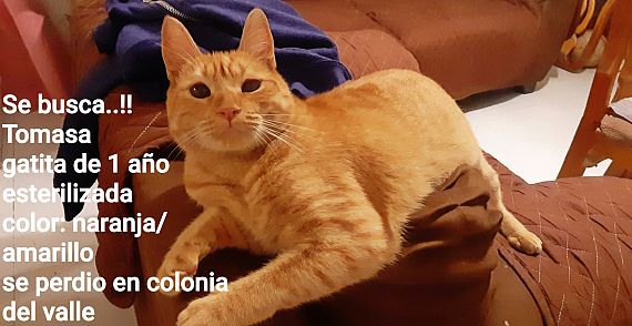 cartel de gato perdido