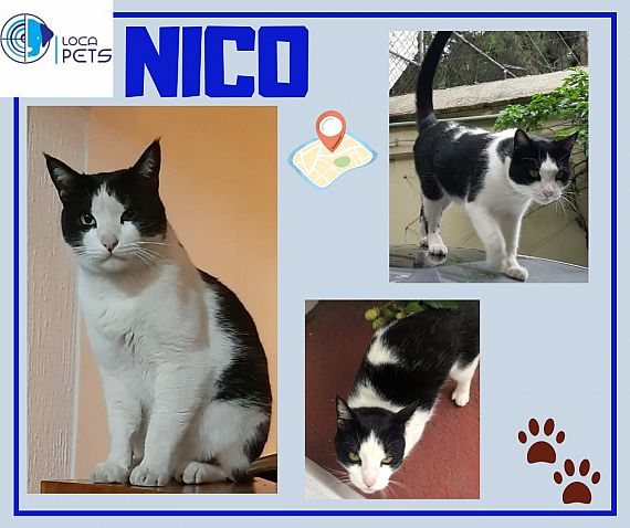 cartel de gato perdido