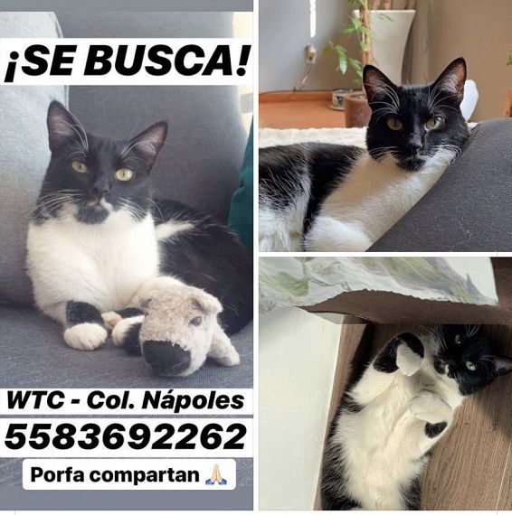 cartel de gato perdido