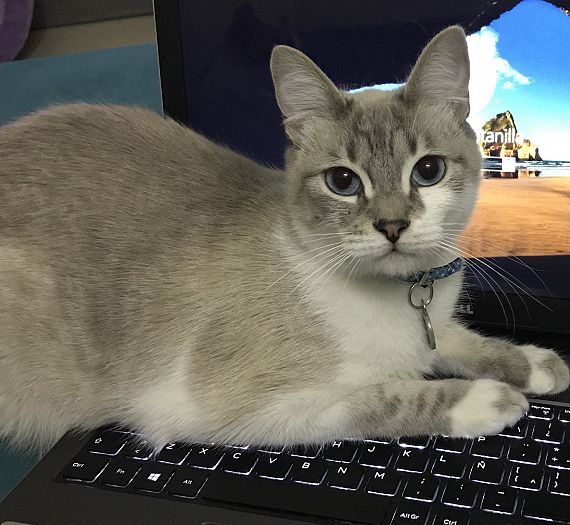 cartel de gato perdido