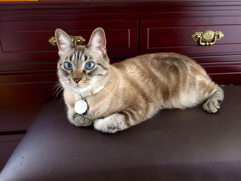 cartel de gato perdido