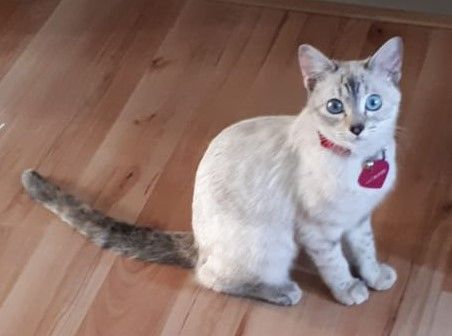 cartel de gato perdido