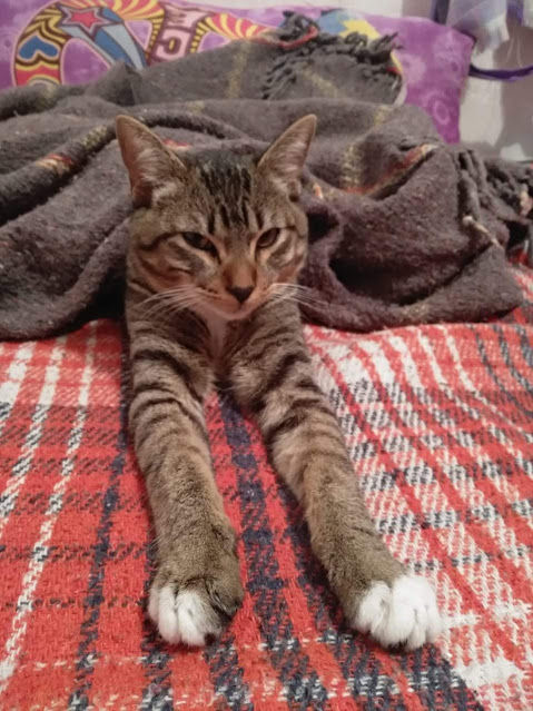 cartel de gato perdido