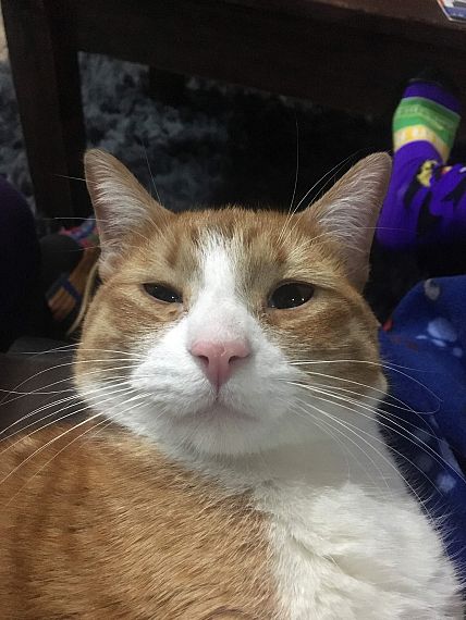 cartel de gato perdido