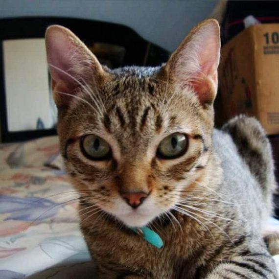 cartel de gato perdido