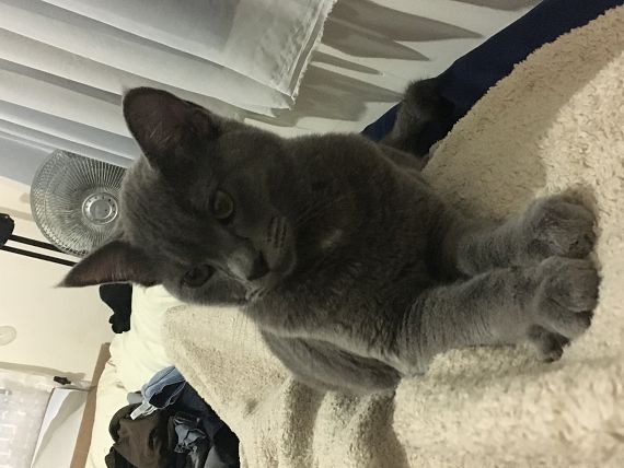 cartel de gato perdido