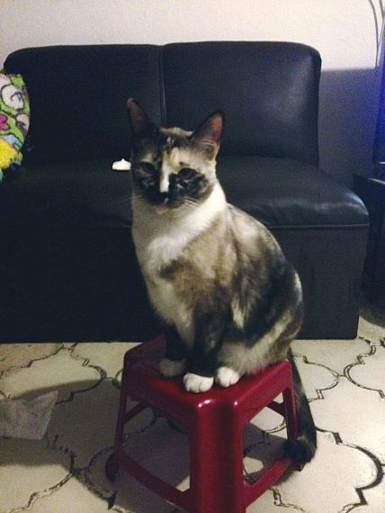 cartel de gato perdido