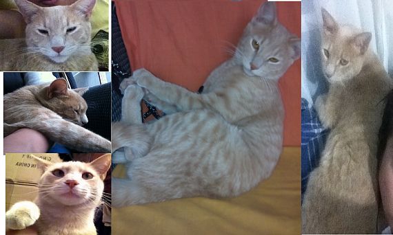 cartel de gato perdido