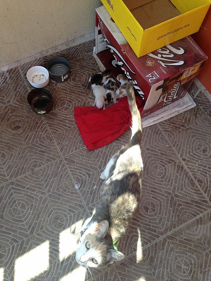 cartel de gato perdido