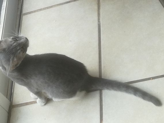 cartel de gato perdido