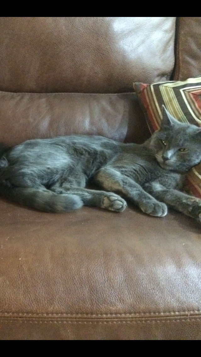 cartel de gato perdido