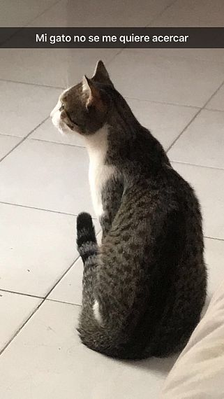 cartel de gato perdido