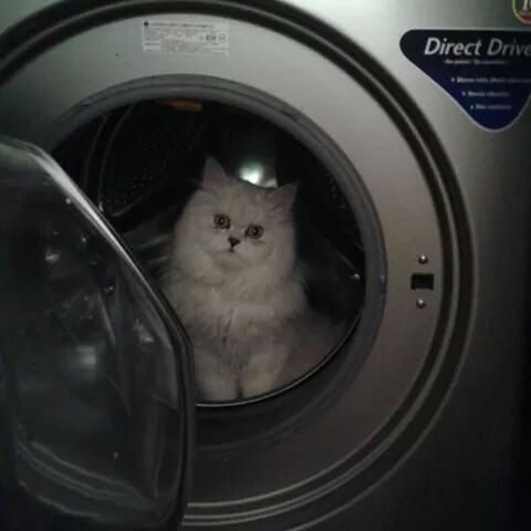 cartel de gato perdido